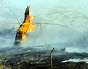 На Афоне возник лесной пожар