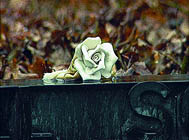 В храмах Германии помянули героев антифашистской организации 'Белая Роза'