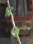 В Саввино-Сторожевском монастыре под стеклом иконы Царственных мучеников ожили сухие цветы